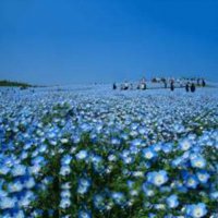 100 бр редки семена от цвете цветя синя вечерна иглика лесни за засаждане в градината градински деко, снимка 9 - Стайни растения - 37707697