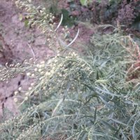 Торос,естрагон, снимка 1 - Градински цветя и растения - 37763633