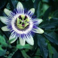 семена от красивото екзотично цвете PASSION FLOWER от остров Мадейрa, снимка 1 - Сортови семена и луковици - 43014367