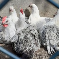 Сребърно Брезе-разплодни яйца, снимка 2 - Кокошки и пуйки - 27645537