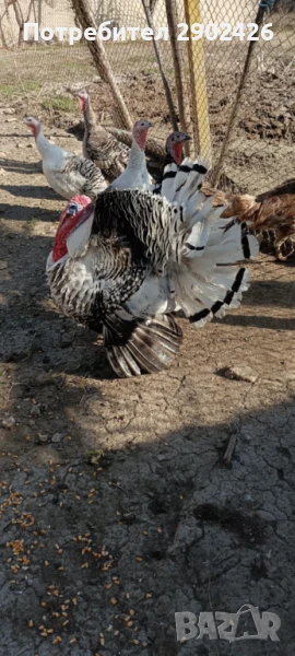 Продавам пуйки и пуяци, снимка 1