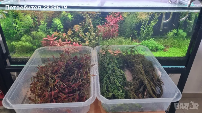 лесни за отглеждане аквариумни растения , снимка 1