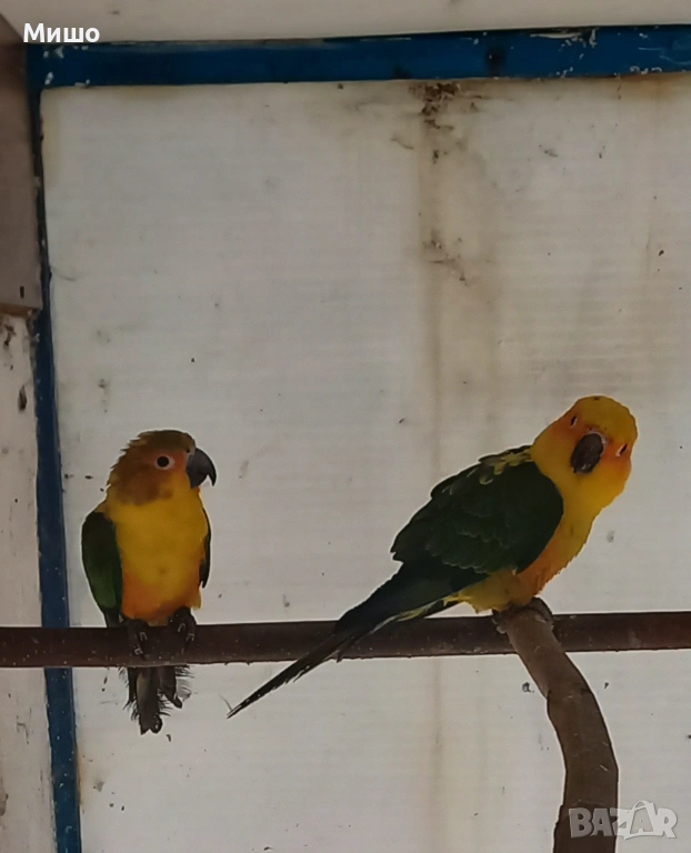 Продавам чифт Слънчеви Аратинги на 1 година, снимка 1