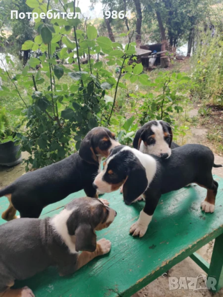 Свободни гончета, снимка 1