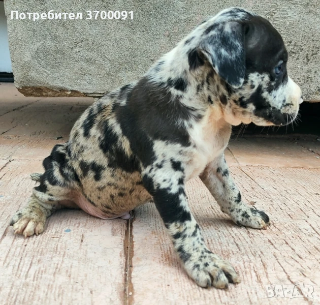 Питбул мерле, снимка 1