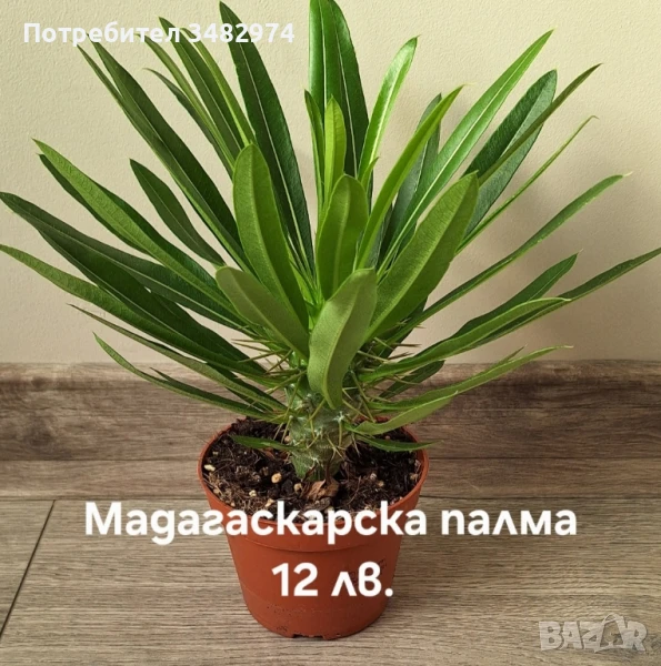 Предлагам стайни цветя, снимка 1