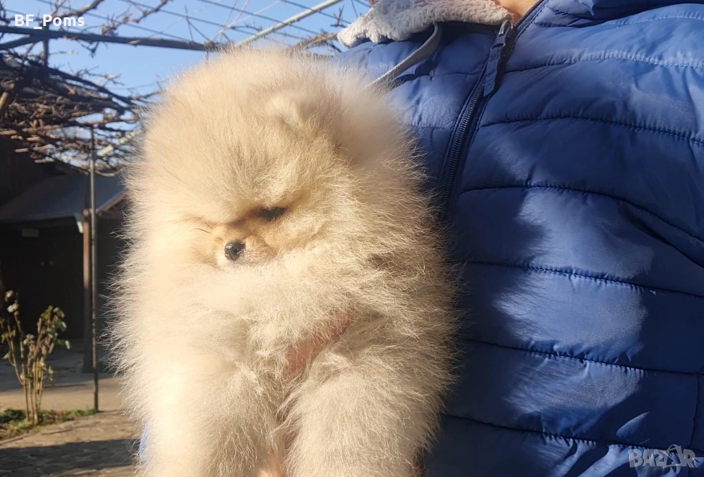 Страхотно момченце померан с родословие FCI, снимка 1