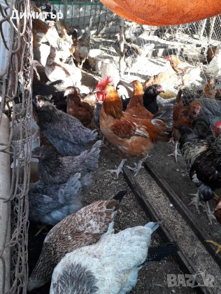 Имам Домашни Пилета, снимка 1