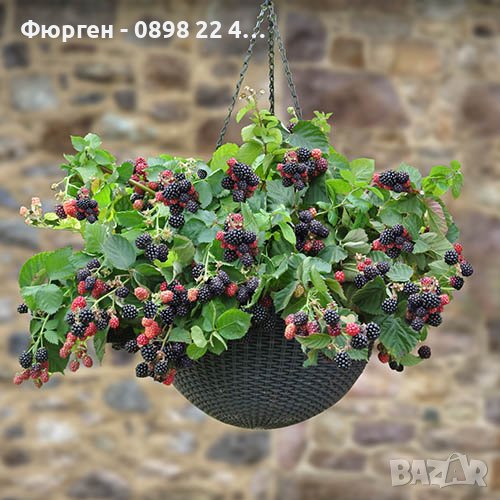 Каскадна ремонтантна къпина - Бляк каскаде, снимка 1