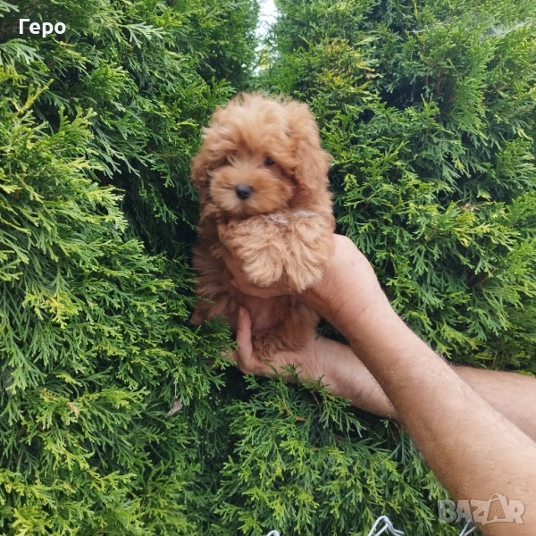 малтипу , снимка 1