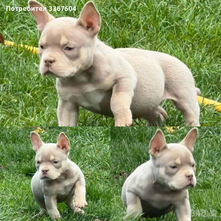 Американско були покет , снимка 1