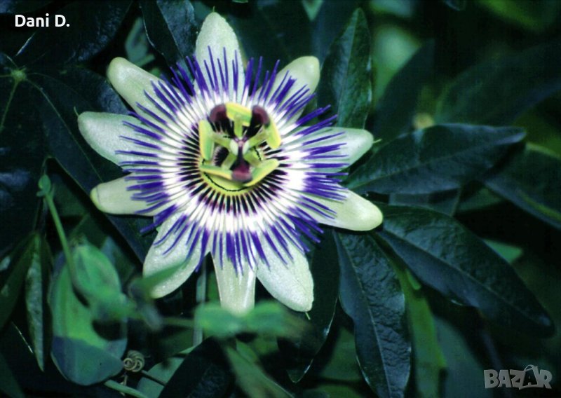 семена от красивото екзотично цвете PASSION FLOWER от остров Мадейрa, снимка 1