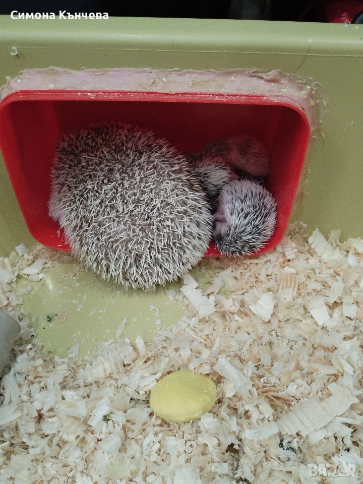 Малки сладки таралежчета., снимка 1