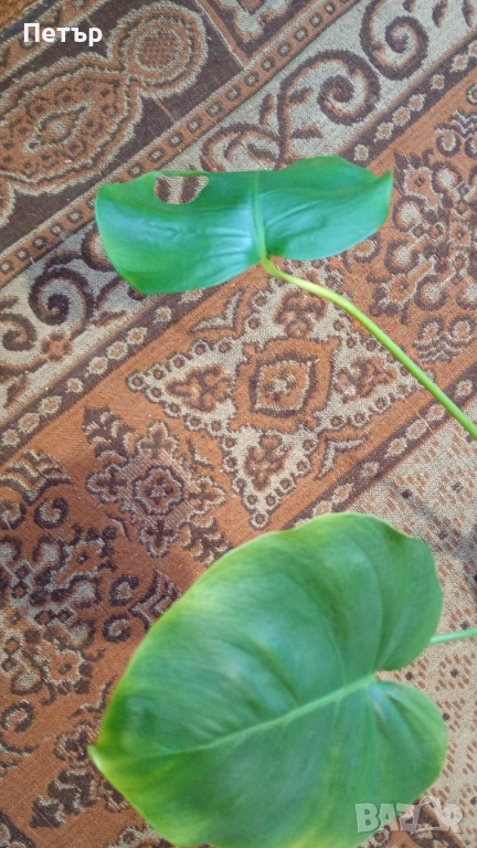 Филодендрон, снимка 1