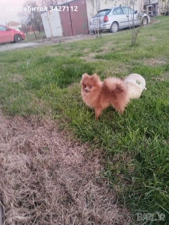 Въжко померанче с всички ваксини, снимка 1