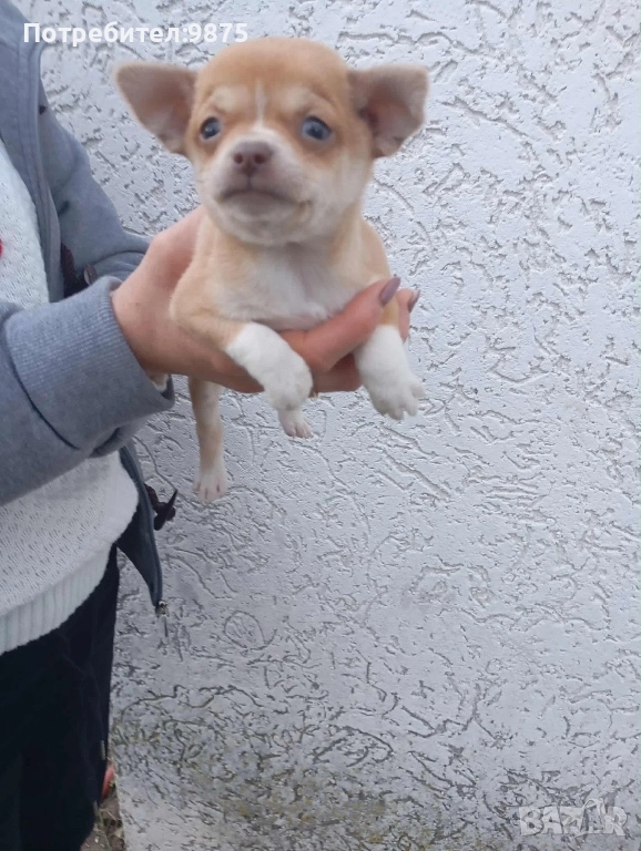 Продавам чихуахуа, снимка 1