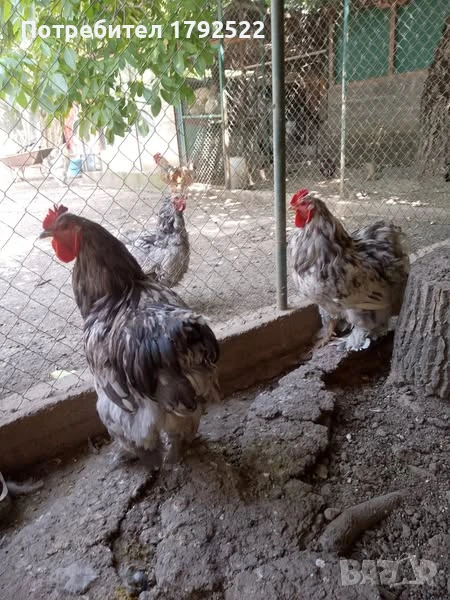 Петли брама на 1 г., снимка 1