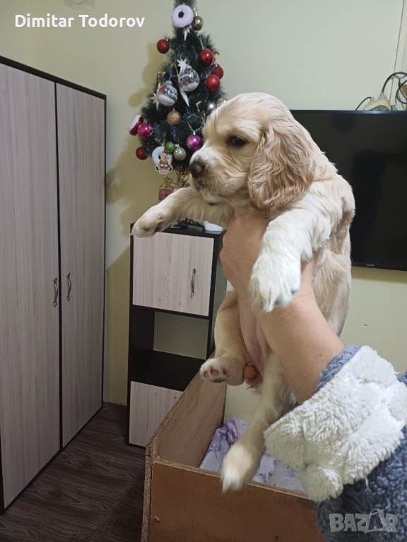 Кокерчета, снимка 1