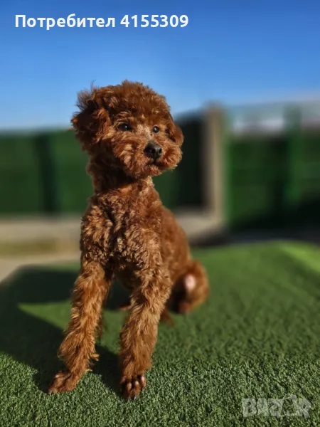 Той пудел 11месеца, снимка 1