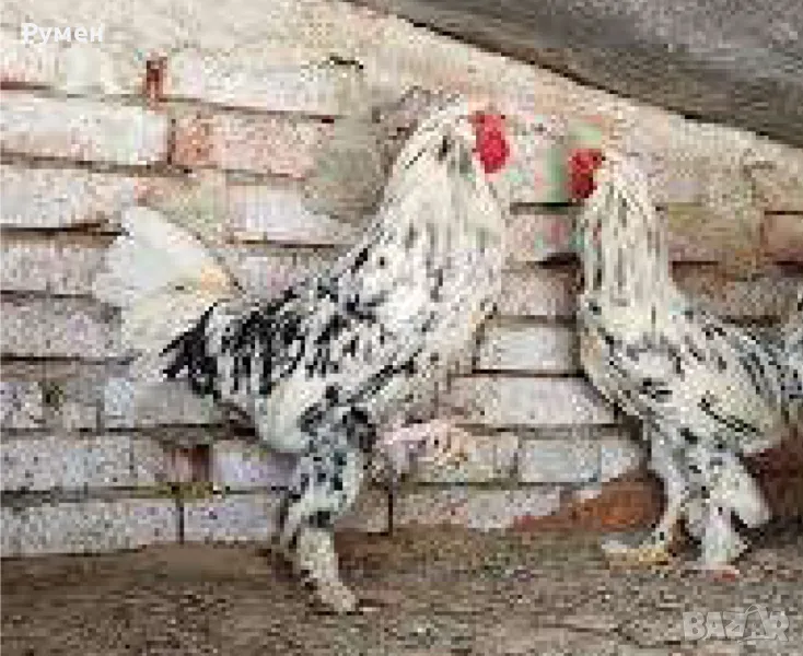 Кокошка Бреда, снимка 1