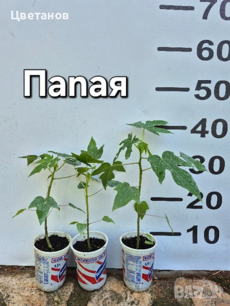 Папая , снимка 1