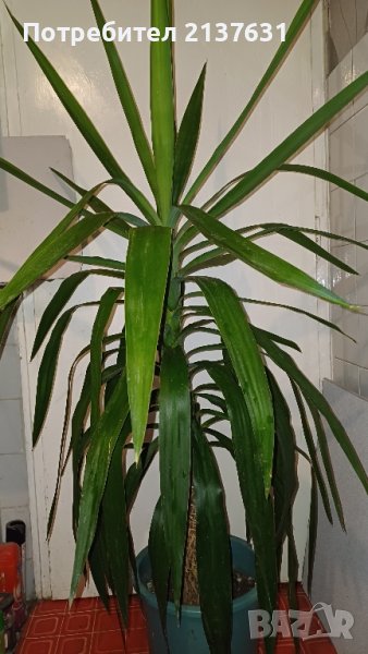 СТАЙНА ЮКА  - Височина 1.50 м, снимка 1