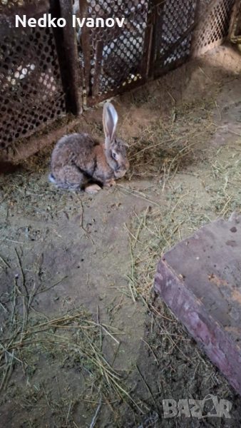 Зайци, снимка 1