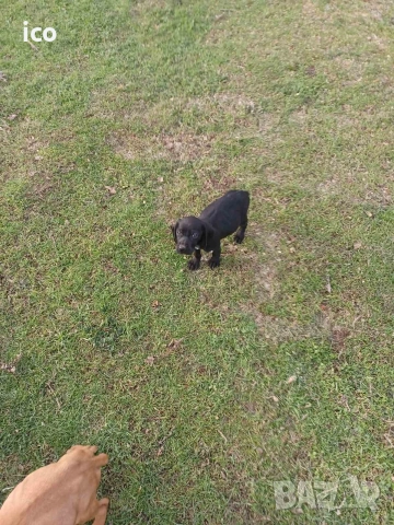 3 кученца курцхаар/кокер, снимка 9 - Курцхаар - 52969383