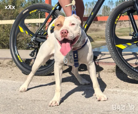 American Pitbull Red Nose! , снимка 1 - Питбул - 48416786