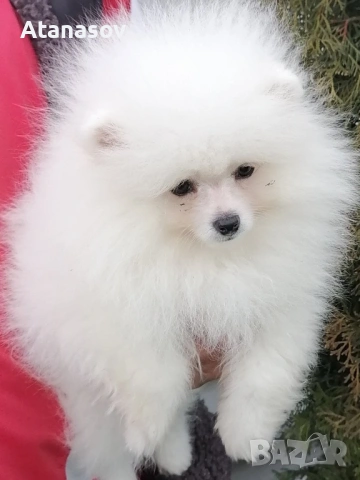 Померан Померанче, снимка 3 - Померан - 53090726