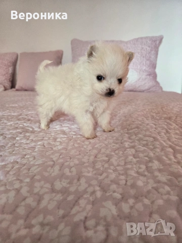 померан момче, снимка 5 - Померан - 53168356