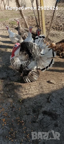 Продавам пуйки и пуяци