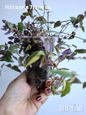 Традесканция, Гибасис, gibasis tahitian bridal veil var , снимка 2 - Стайни растения - 52971017