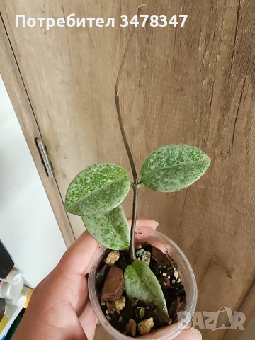 Хоя Argentea Princess revers