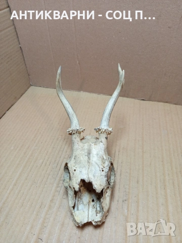 Стар Сувенир Череп С Рога. НОМЕР 724., снимка 3 - Антикварни и старинни предмети - 53528201