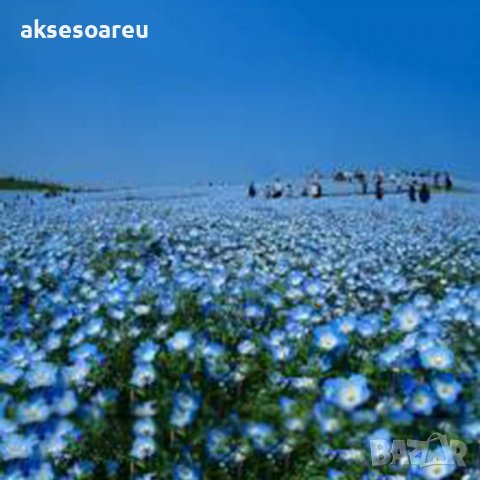 100 бр редки семена от цвете цветя синя вечерна иглика лесни за засаждане в градината градински деко, снимка 9 - Стайни растения - 37707697