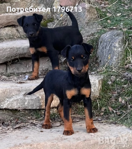 Ягдтериер, снимка 2 - Ягдтериер - 52953362