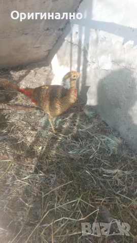 Фазани , снимка 9 - Кокошки и пуйки - 52145567