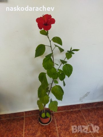 Китайски рози хибискус червена фуния, снимка 2 - Стайни растения - 38143414