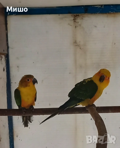 Продавам чифт Слънчеви Аратинги на 1 година