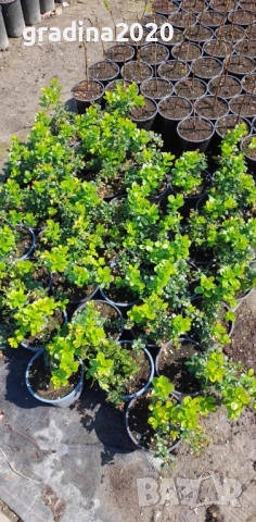 Боровинка - Разсад и замразен плод, снимка 9 - Разсади - 35693886