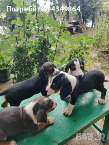 Свободни гончета, снимка 1