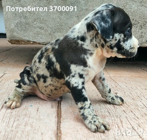 Питбул мерле, снимка 1