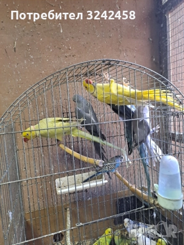 Продавам папагали и клетки , снимка 4 - Папагали - 52510763