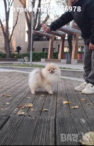 Померан момче с Родословие fci, снимка 4 - Померан - 48412694