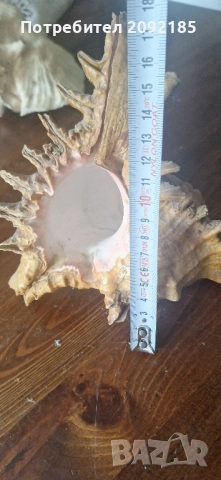 Миди,корали, снимка 4 - Други ценни предмети - 51854663