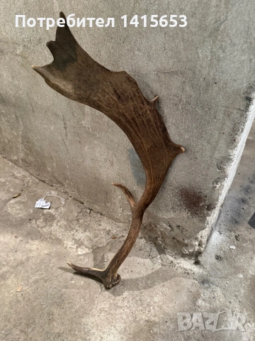 Продавам рог от лопатар