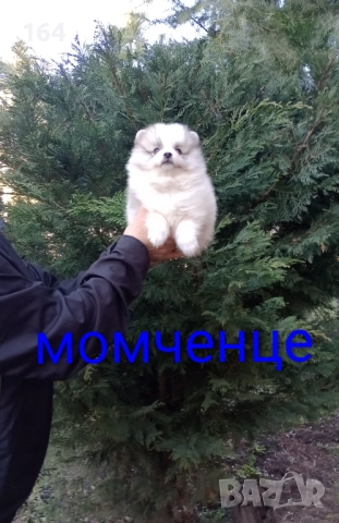 Померани. Момиченце. Реални снимки от 29.12.25 г., снимка 6 - Померан - 52876428