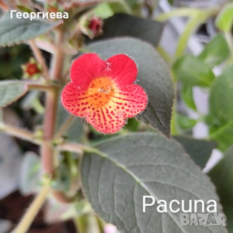 разменям ризоми от колерия, снимка 9 - Стайни растения - 52913679