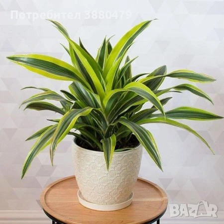  домашно цвете